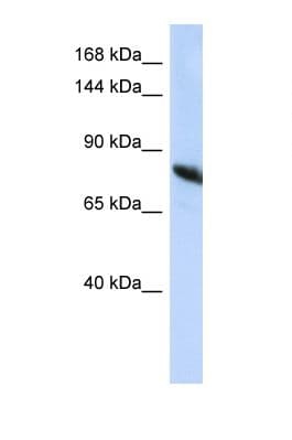 NDST2 Antibody (aa505-554)