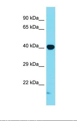 MAPK1 / ERK2 Antibody (C-Terminus)