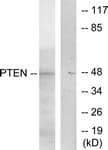 PTEN Antibody (C-Terminus)