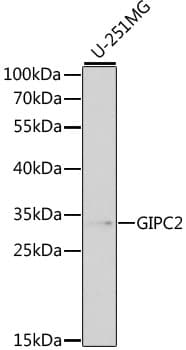 GIPC2 Antibody (aa1-315)