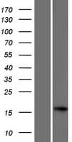 C17orf98 Protein (Over-Expression Lysate Myc-DDK (Flag))