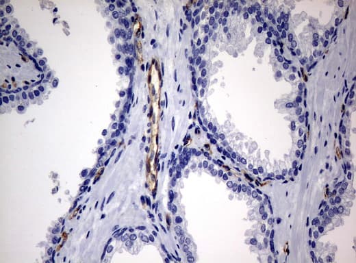 PECAM-1 / CD31 Antibody (clone UMAB31, Carrier-free)