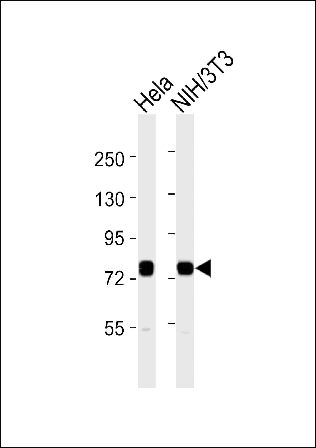 HSPA8 / HSC70 Antibody