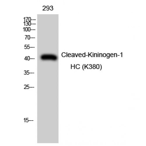 Polyclonal Rabbit anti-Human KNG1 / Kininogen / Bradykinin Antibody (300-380 aa, Internal, WB)