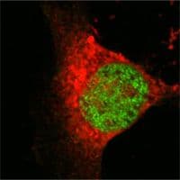 MYST1 Antibody (clone 8C4C4)