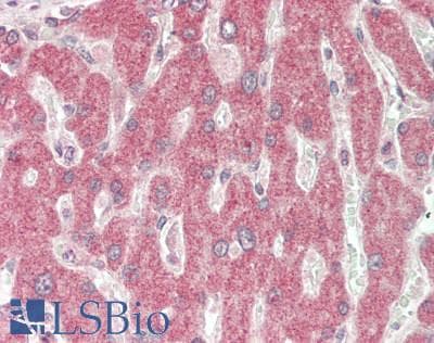 IHC-plus™ SETD8 / SET8 Antibody