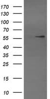 STAF50 / TRIM22 Antibody (aa61-406, clone OTI1D3, Carrier-free)