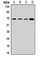 P2RX7 / P2X7 Antibody