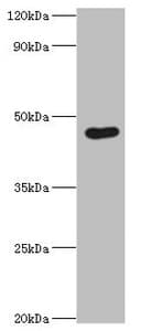 EGLN1 / PHD2 Antibody (aa301-426)