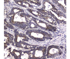 MRE11A / MRE11 Antibody