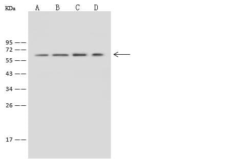 Polyclonal Rabbit anti-Mouse MMP3 Antibody (WB)