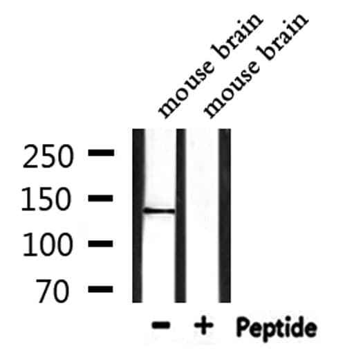 TRPS1 Antibody