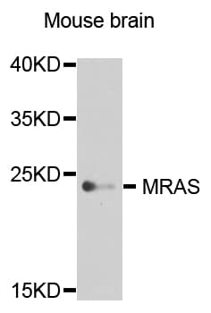 MRAS Antibody