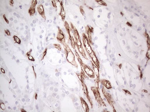 CD34 Antibody (aa312-385, clone OTI11E1)