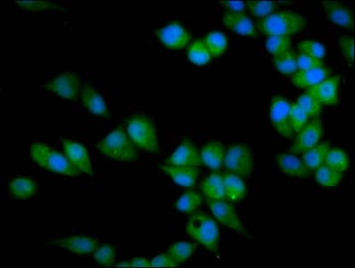 PRSS16 Antibody