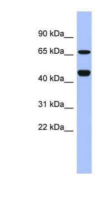 ZNF713 Antibody (C-Terminus)