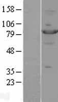Human STAT4 Protein (Over-Expression Lysate Myc-DDK (Flag))