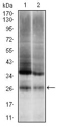 UBB / Ubiquitin B Antibody (clone 3C12)