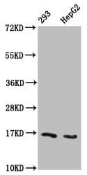 HIST1H3A Antibody
