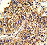 HMGCS1 / HMG-CoA Synthase 1 Antibody (aa290-317)