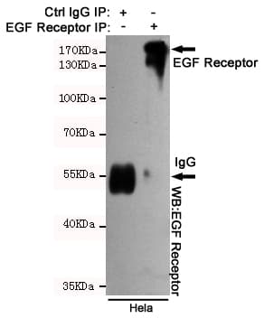 EGFR Antibody