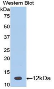 CGA / hCG Alpha Antibody (aa25-120, APC)