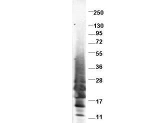 IL13 Antibody (Liquid)