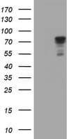 SCFD1 / SLY1 Antibody (clone OTI4D2)