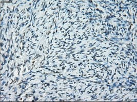 PRKY Antibody (clone OTI3E10, Carrier-free)