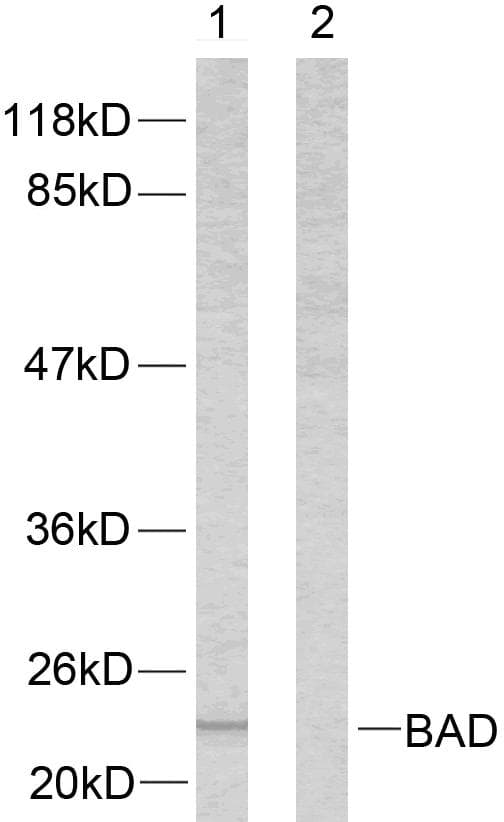 BAD Antibody (p112)