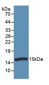 CST4 / Cystatin S Antibody (aa21-141, Cy3)