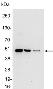 Myc Tag Antibody