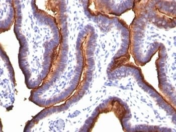 EMA / MUC1 Antibody (clone MUC1/845)