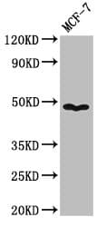 PANX1 / Pannexin 1 Antibody