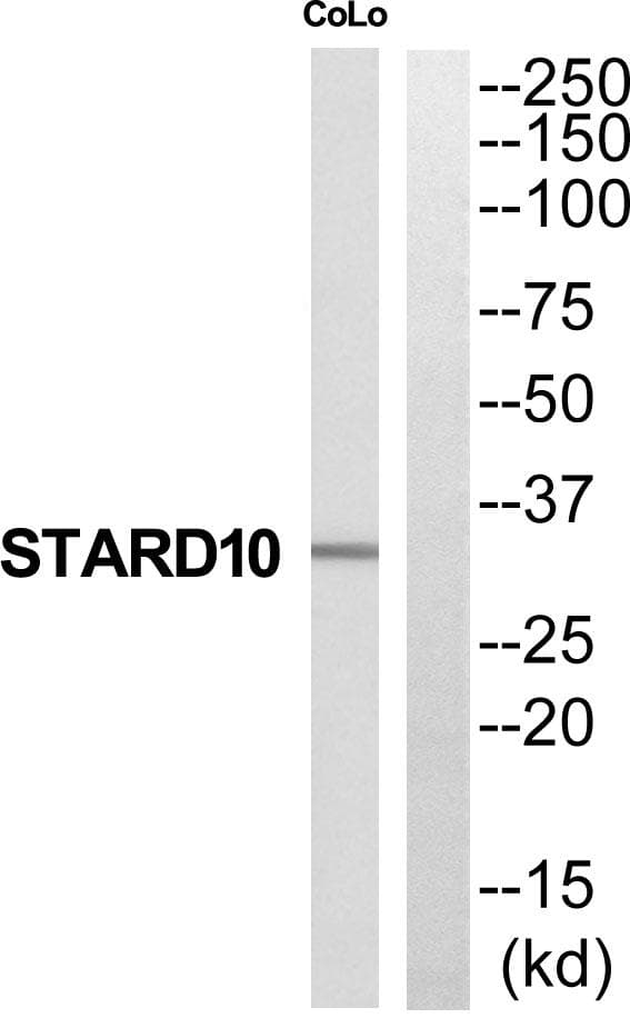 Polyclonal Rabbit anti-Human DUSP10 / MKP5 Antibody (WB)