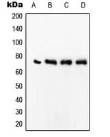 SRF / Serum Response Factor Antibody (Internal)