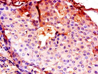 CTSB / Cathepsin B Antibody