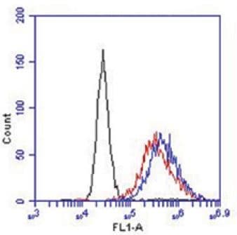 IHC-plus™ GPR31 Antibody (N-Terminus)