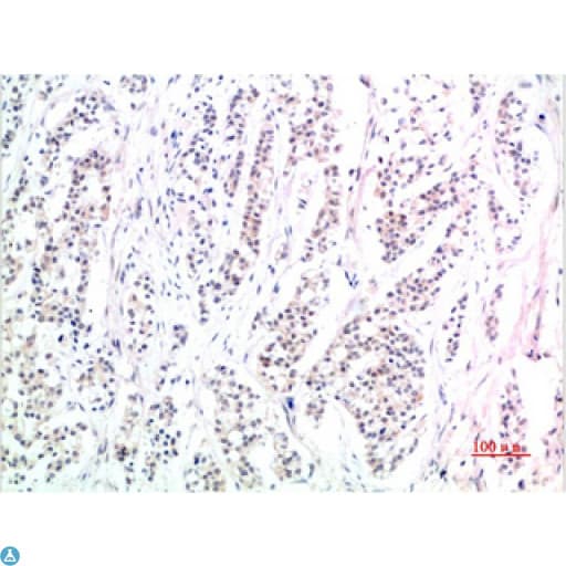 SMAD3 Antibody