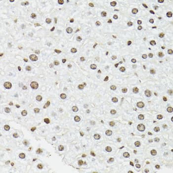 EDF1 / MBF1 Antibody