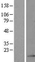 C12orf57 Protein (Over-Expression Lysate Myc-DDK (Flag))