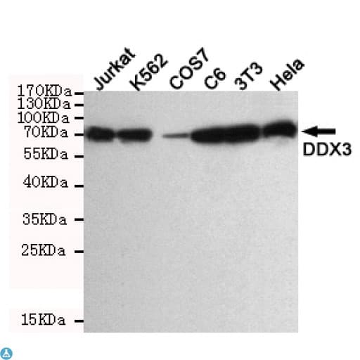DDX3 Antibody
