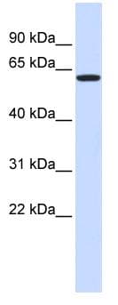 VEZF1 Antibody (aa288-337)