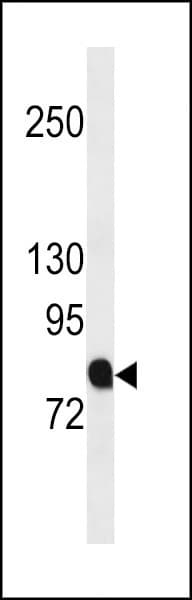 FE65L1 / APBB2 Antibody (aa216-244)