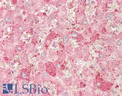 CYP1A1 Antibody (aa1-250)