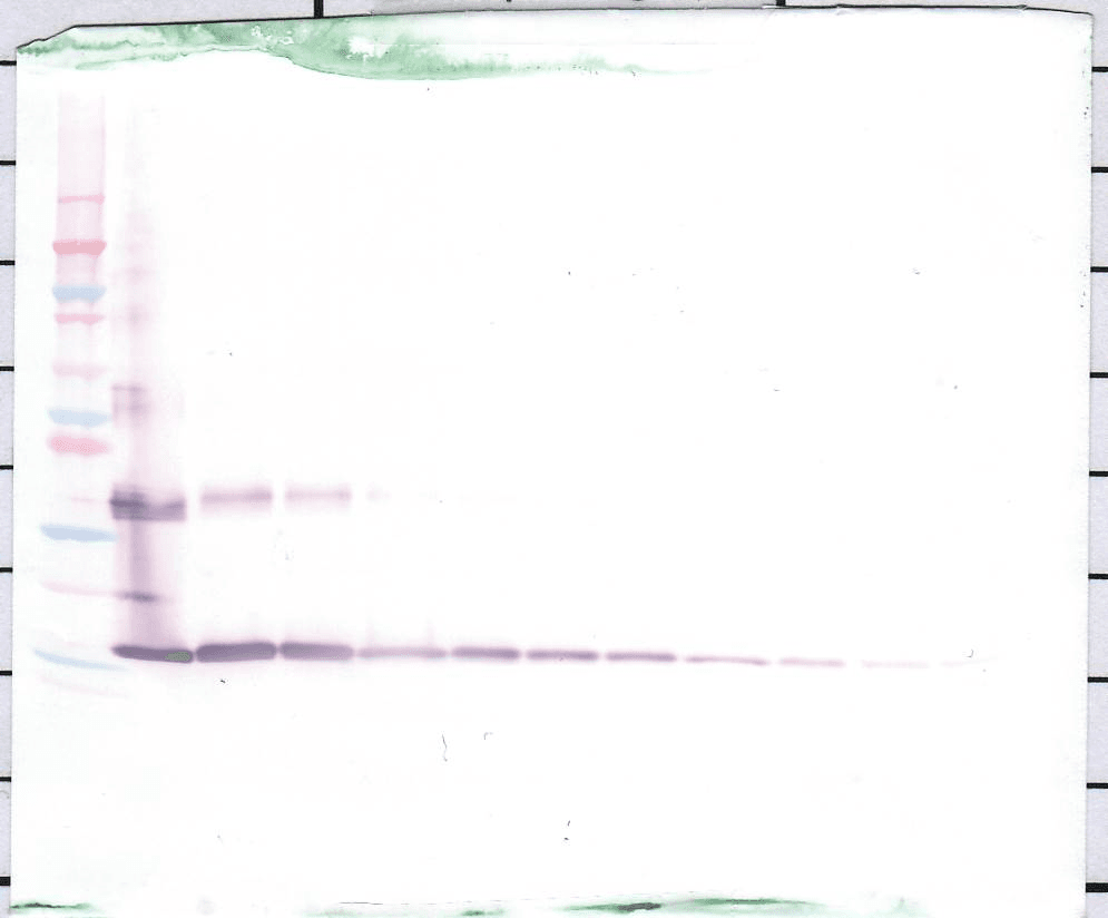 Polyclonal Rabbit anti-Human IL1F9 Antibody (WB)