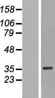 HNRNPH3 / hnRNP H3 Protein (Over-Expression Lysate Myc-DDK (Flag))