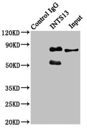 ASUN / C12orf11 Antibody