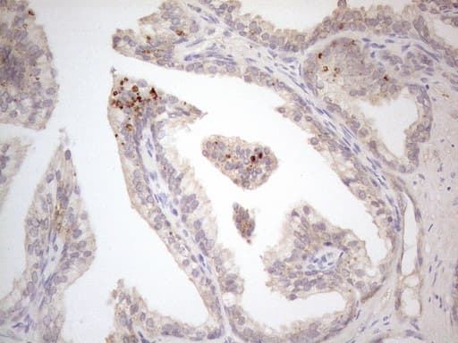 VIP Antibody (clone OTI1C3, Carrier-free)