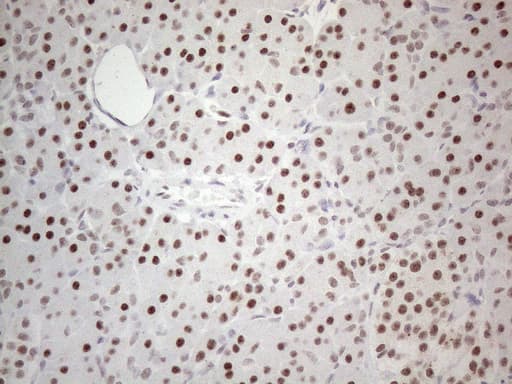 MMP2 Antibody (aa228-507, clone OTI4A11)